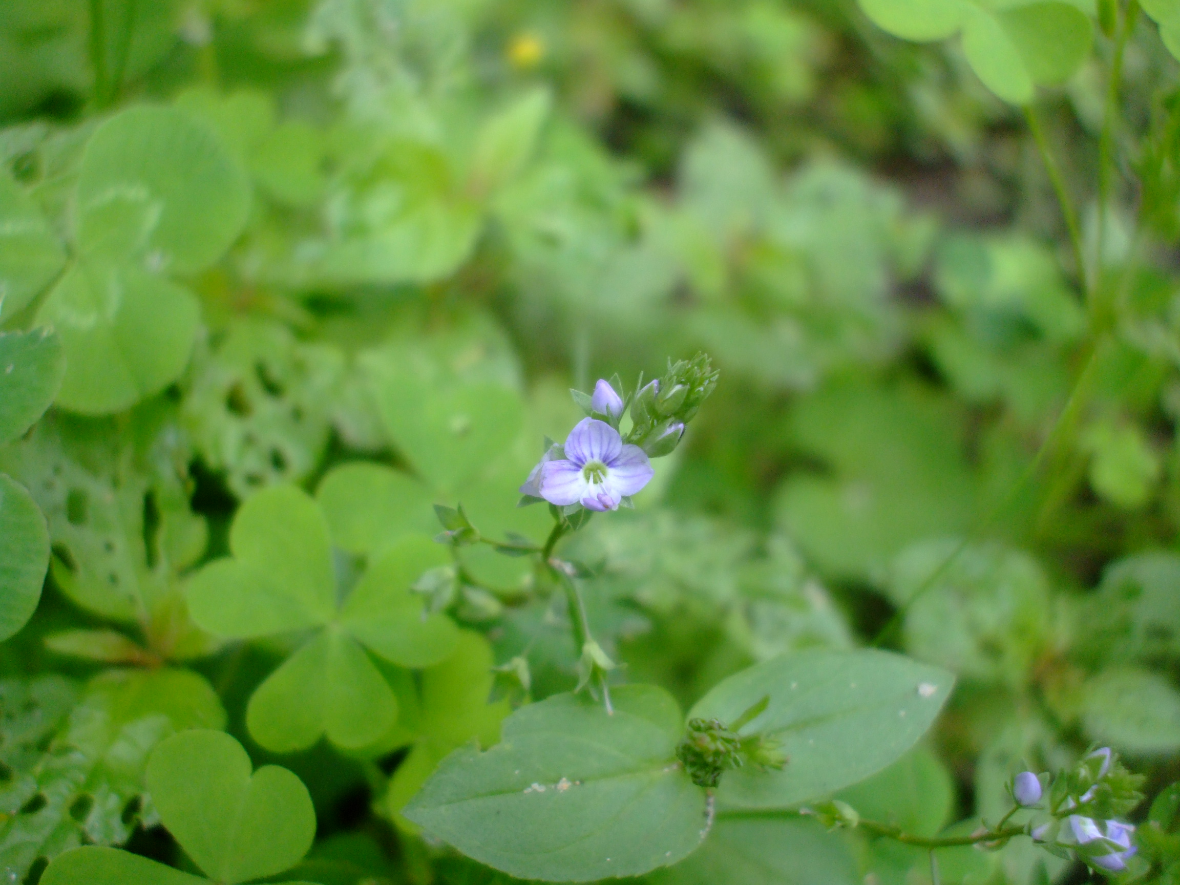 Veronica catenata